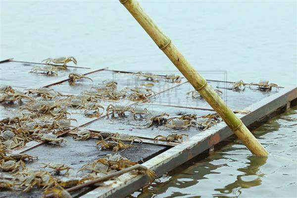 河蟹的投喂注意事项，在生长期要使用颗粒性饲料