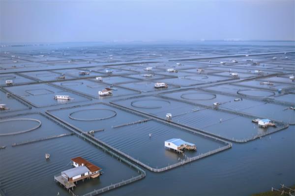河蟹的投喂注意事项，在生长期要使用颗粒性饲料