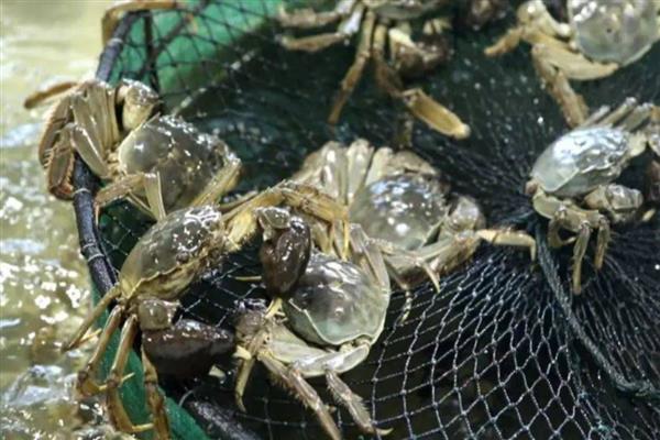 河蟹的投喂注意事项，在生长期要使用颗粒性饲料