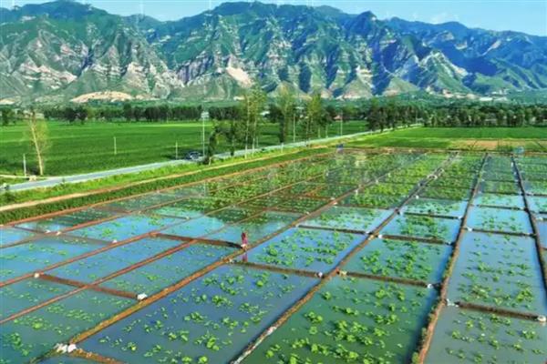 怎么种植莲藕，水位至少保持在6厘米左右