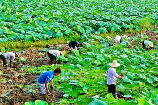 怎么种植莲藕，水位至少保持在6厘米左右