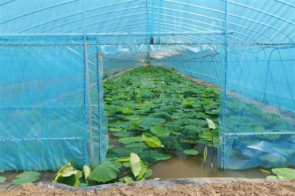 怎么种植莲藕，水位至少保持在6厘米左右