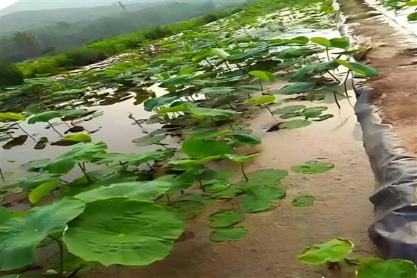 怎么种植莲藕，水位至少保持在6厘米左右