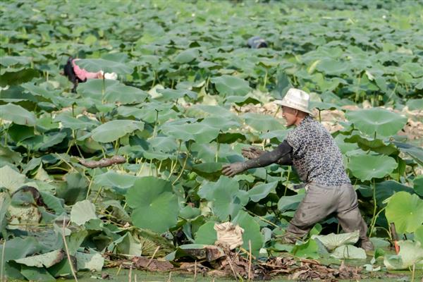 怎么种植莲藕，水位至少保持在6厘米左右