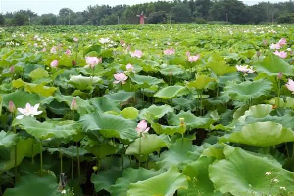 怎么种植莲藕，水位至少保持在6厘米左右