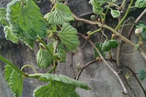 葡萄新叶卷曲的原因，过度浇水、缺少养分等因素都会造成