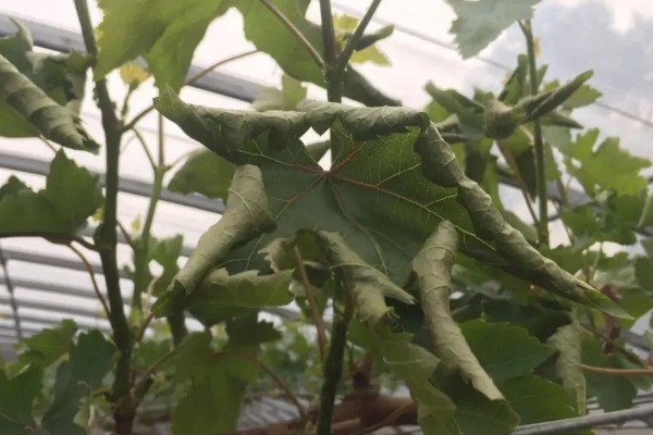 葡萄新叶卷曲的原因，过度浇水、缺少养分等因素都会造成