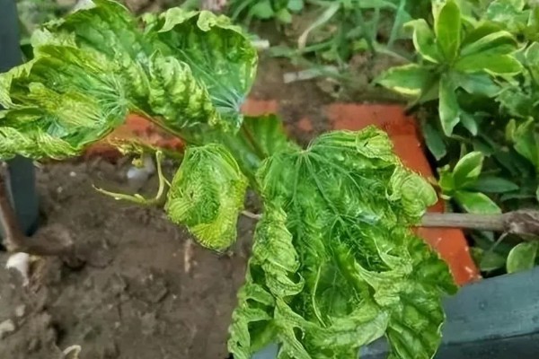 葡萄新叶卷曲的原因，过度浇水、缺少养分等因素都会造成