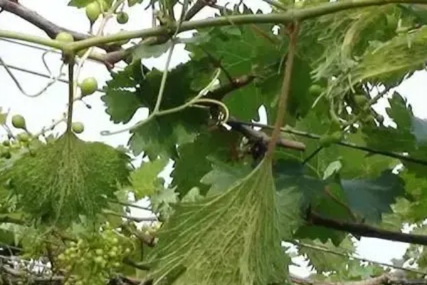 葡萄新叶卷曲的原因，过度浇水、缺少养分等因素都会造成