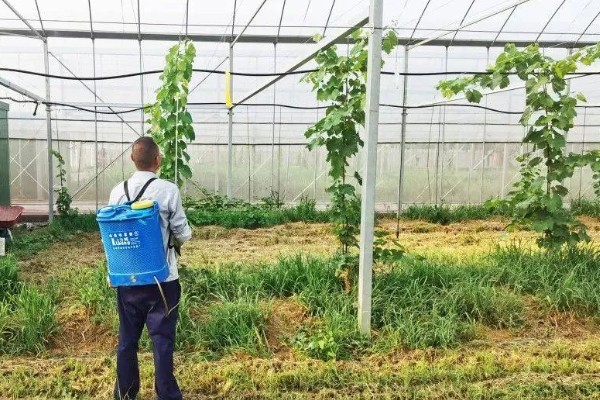 葡萄新叶卷曲的原因，过度浇水、缺少养分等因素都会造成