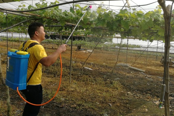 葡萄新叶卷曲的原因，过度浇水、缺少养分等因素都会造成