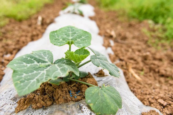 南瓜苗最低耐寒温度，温度低于10℃时，生长速度变慢