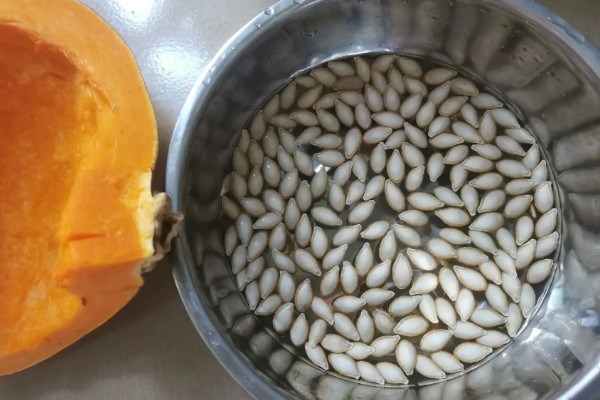 南瓜苗最低耐寒温度，温度低于10℃时，生长速度变慢