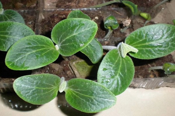 南瓜苗最低耐寒温度，温度低于10℃时，生长速度变慢