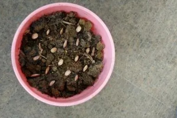 南瓜苗最低耐寒温度，温度低于10℃时，生长速度变慢