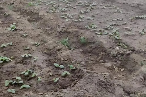 南瓜苗最低耐寒温度，温度低于10℃时，生长速度变慢