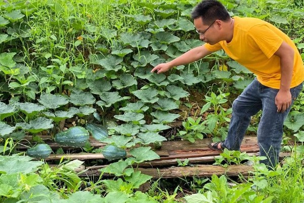 南瓜苗最低耐寒温度，温度低于10℃时，生长速度变慢