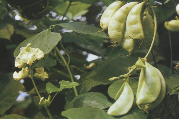 白扁豆用哪种土种植，选择有机质丰富的土壤