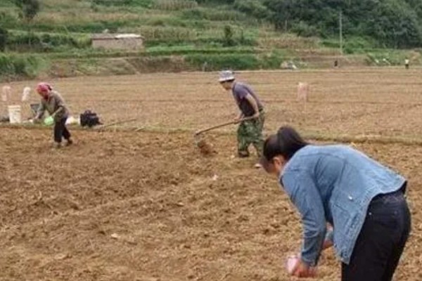 白扁豆用哪种土种植，选择有机质丰富的土壤