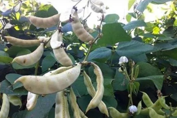 白扁豆用哪种土种植，选择有机质丰富的土壤