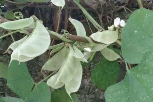 白扁豆用哪种土种植，选择有机质丰富的土壤