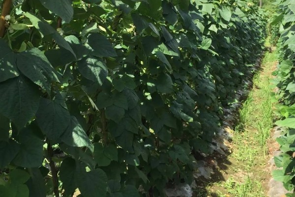 白扁豆用哪种土种植，选择有机质丰富的土壤