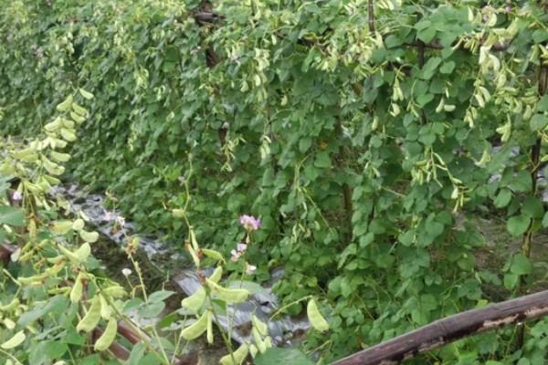 白扁豆用哪种土种植，选择有机质丰富的土壤