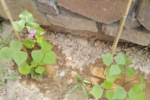 白扁豆用哪种土种植，选择有机质丰富的土壤