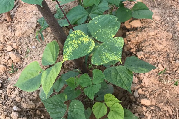 白扁豆用哪种土种植，选择有机质丰富的土壤