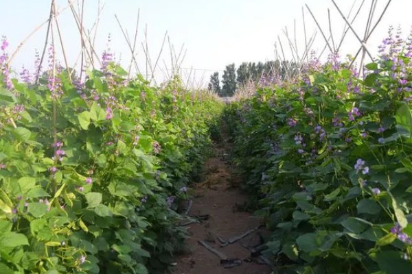 白扁豆用哪种土种植，选择有机质丰富的土壤