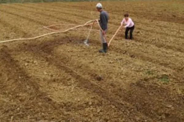 白扁豆用哪种土种植，选择有机质丰富的土壤