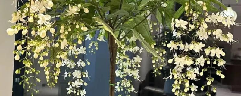 垂茉莉有没有毒，是无毒的