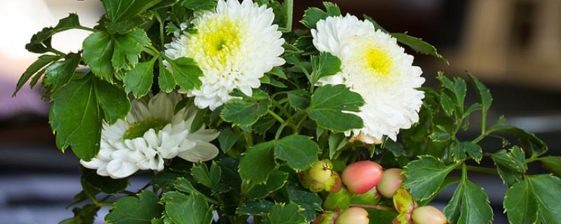 菊花如何正确浇水，要根据土壤的干湿度进行