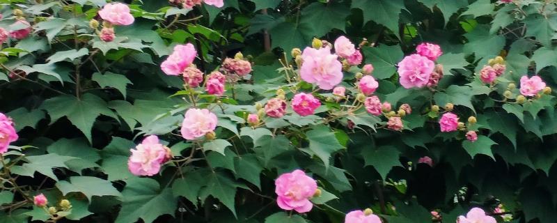 芙蓉花是不是海棠花，二者属于不同的品种