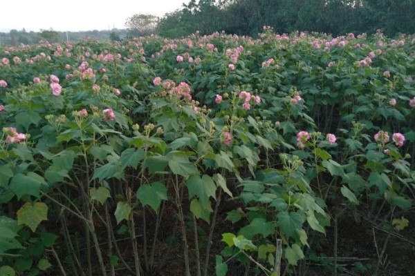 芙蓉花是不是海棠花，二者属于不同的品种