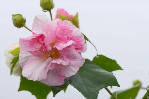 芙蓉花是不是海棠花，二者属于不同的品种