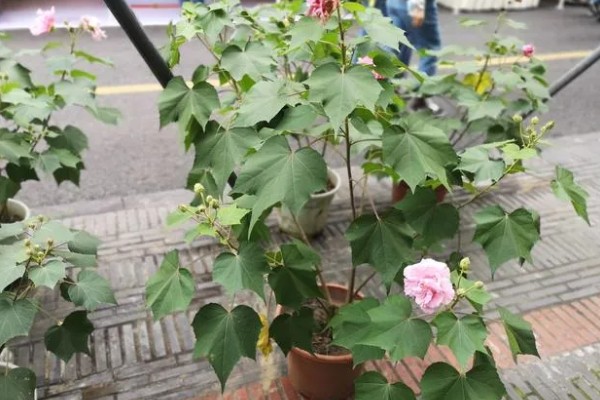 芙蓉花是不是海棠花，二者属于不同的品种