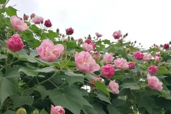 芙蓉花是不是海棠花，二者属于不同的品种