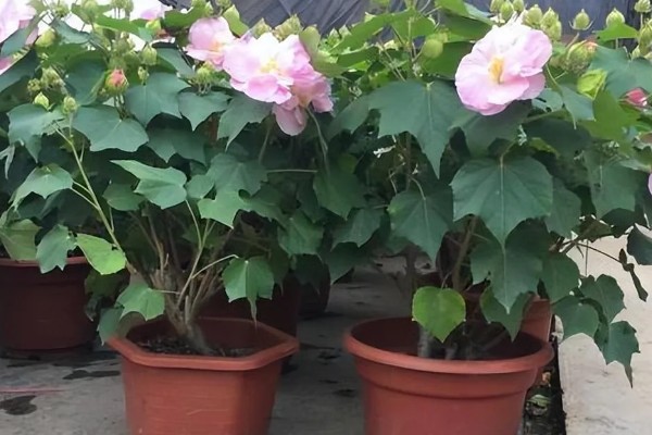 芙蓉花是不是海棠花，二者属于不同的品种