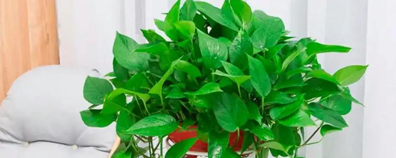 绿萝多长时间晒一次太阳，半个月晒一次为佳