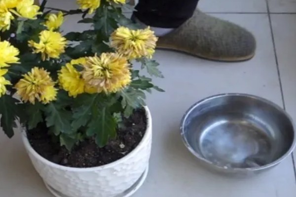 菊花如何正确浇水，要根据土壤的干湿度进行