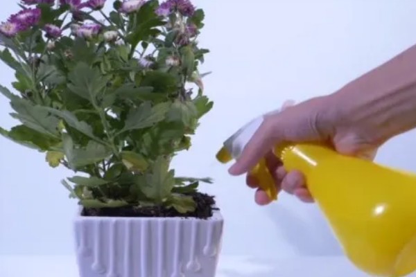 菊花如何正确浇水，要根据土壤的干湿度进行