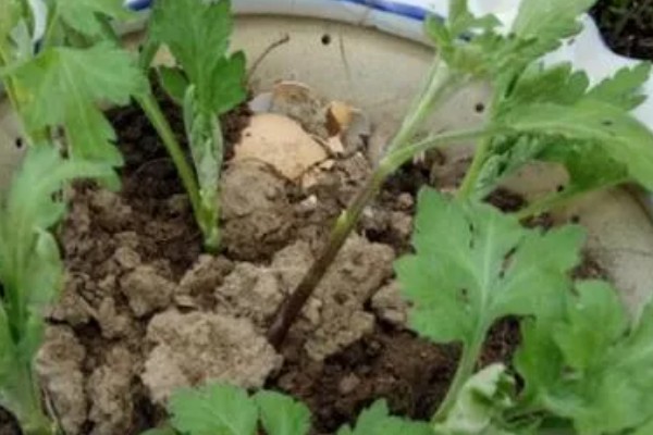 菊花如何正确浇水，要根据土壤的干湿度进行