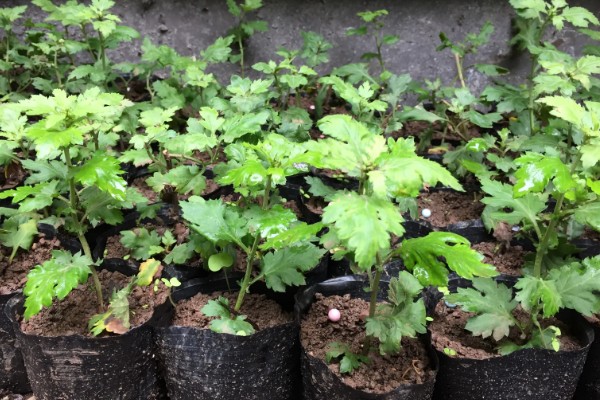 菊花如何正确浇水，要根据土壤的干湿度进行