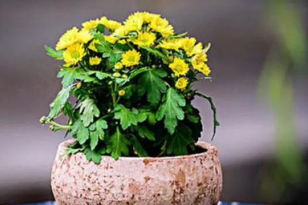 菊花如何正确浇水，要根据土壤的干湿度进行