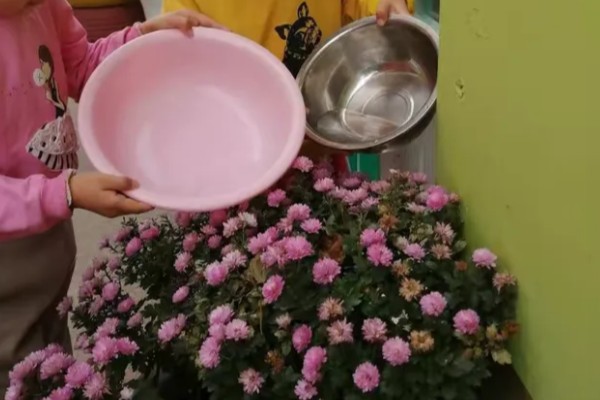 菊花如何正确浇水，要根据土壤的干湿度进行