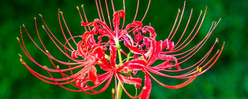 彼岸花是否喜光，喜欢阴凉微弱的光线