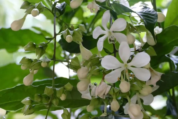 垂茉莉有没有毒,是无毒的