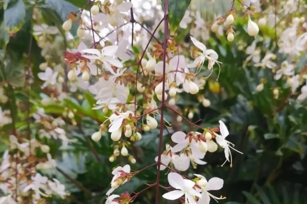 垂茉莉有没有毒,是无毒的