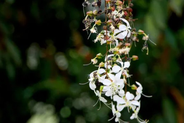 垂茉莉有没有毒,是无毒的